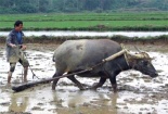 Nông dân, công nhân được xét tặng 'Công dân Thủ đô ưu tú'